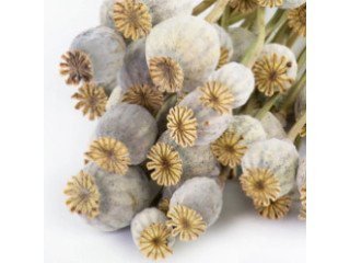 Buy dried poppy pods online