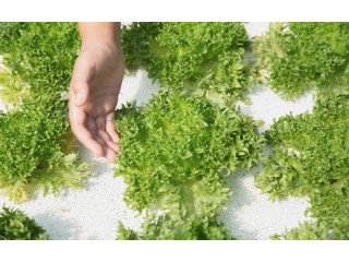 Hydroponics farming in United States