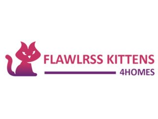 Kittens 4 Homes Brings Beautiful, Healthy Kittens Together