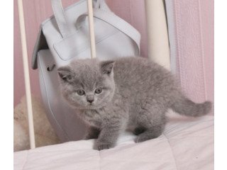 British Shorthair Abby