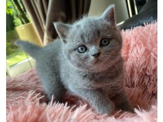 Nice British Shorthair Bella