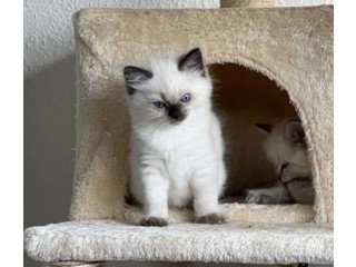 Cute Ragdoll Kitten Bobby