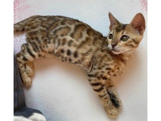 Buy Bengal Kitten Chewbacca