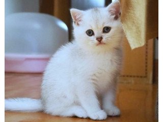 Purchase British Shorthair Cleo