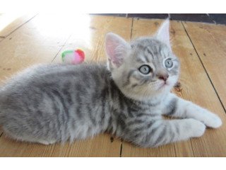 American Shorthair Daisy