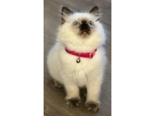 Buy Perfect Ragdoll Kitten Drake